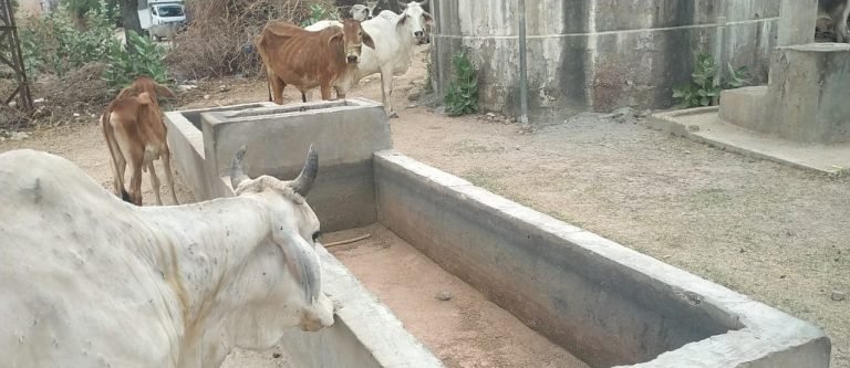 आग उगलती गर्मी में प्यासा पशुधन की किसी को परवाह नहीं