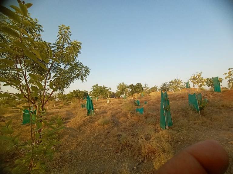 हिंगलाज उपवन में पौधों की सुरक्षा के लिए लगाई बाड़