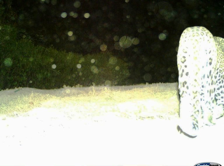 पैंथर को पकड़ने में जुटी वन विभाग की टीम