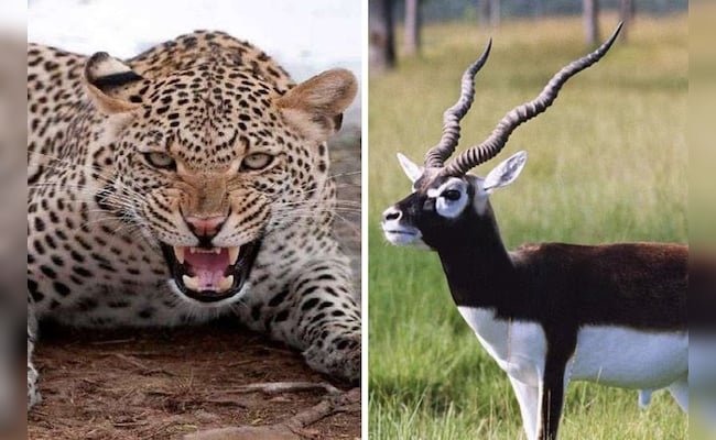जोधपुर में पैंथर का आतंक, 13 काला हिरणों को बनाया शिकार, बिश्नोई समाज ने उठाई जांच की मांग