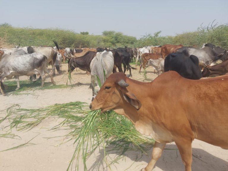 भामाशाह के सहयोग से गोपुत्र सेवा समिति पशु पक्षियों की सेवा में जुटा