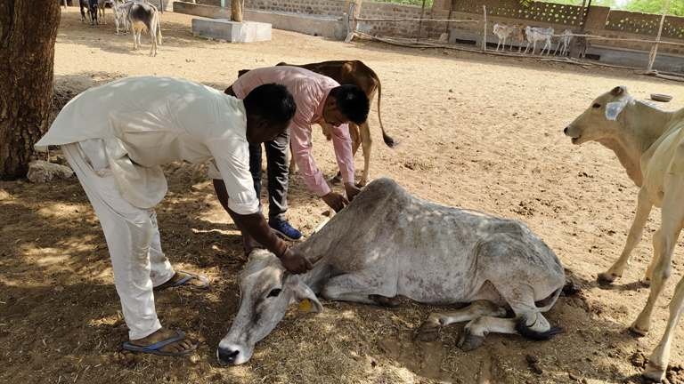 पशुपालन विभाग की मोबाईल पशु चिकित्सा टीमों ने