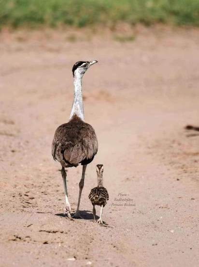 नन्हे गोडावण के साथ दिखी पहली बार दिखी मादा गोडावण मातृत्व का सुखद अहसास