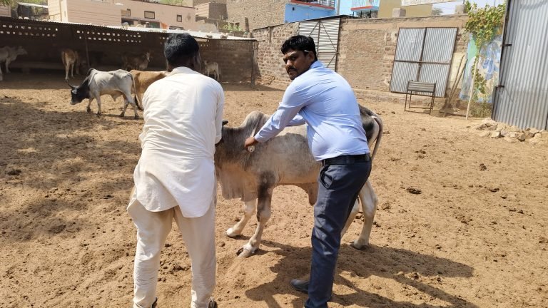 पशु चिकित्सा टीमों ने गौशालाओं में पशुओं का किया टीकाकरण