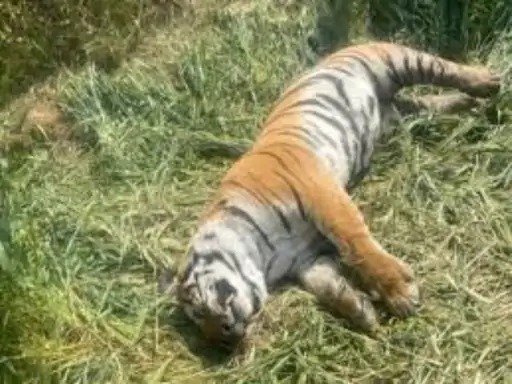 माचिया बायोलॉजिकल सफारी पार्क में बाघिन की मौत