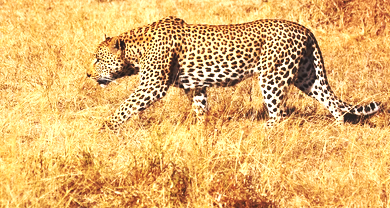 हाथ नहीं आया पैंथर, बंद रहा माचिया सफारी पार्क