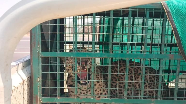 भारत-पाकिस्तान की सीमा पर पकड़ा गया पैंथर लाया गया जोधपुर