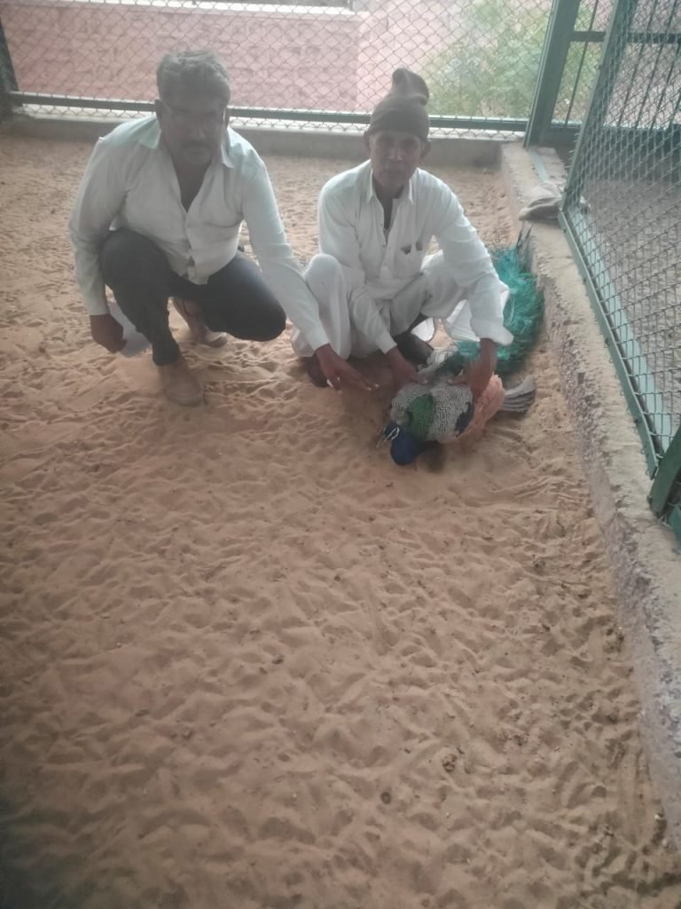 घायल मोर को बचाया