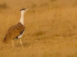 गोडावण के चूजों को किया सम से रामदेवरा स्थानान्तरित