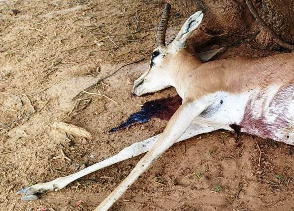 जैसलमेर में शिकारियों के होंसले बुलंद 3 गोली मार कर किया हिरण का शिकार