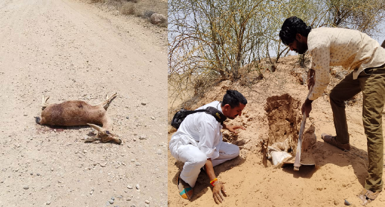 मूक प्राणियों की सुनो पुकार जैसलमेर में प्रतिदिन चिंकारों की हो रही अकाल मौत गर्मी से मौत की आशंका जताई