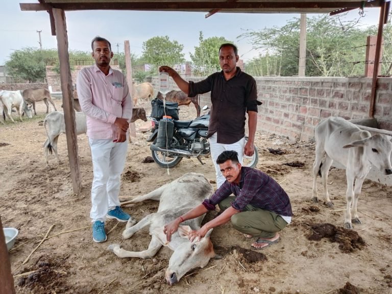 बीमार गौ माता का किया गौशाला में उपचार