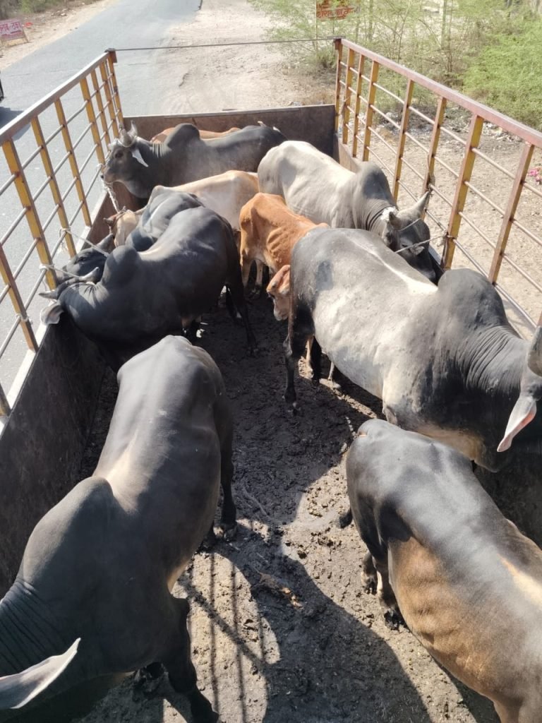 बालोतरा नगरपरिषद ने चलाया बेसहारा आवारा पशुओं की धड़पकड़ अभियान