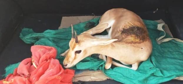 बिश्नोई टाइगर्स वन्य एंव पर्यावरण संस्था बिश्नोई टाईगर फोर्स के संगठन मंत्री ओमप्रकाश लोल ने घायल हिरण को रेस्क्यू करवाया