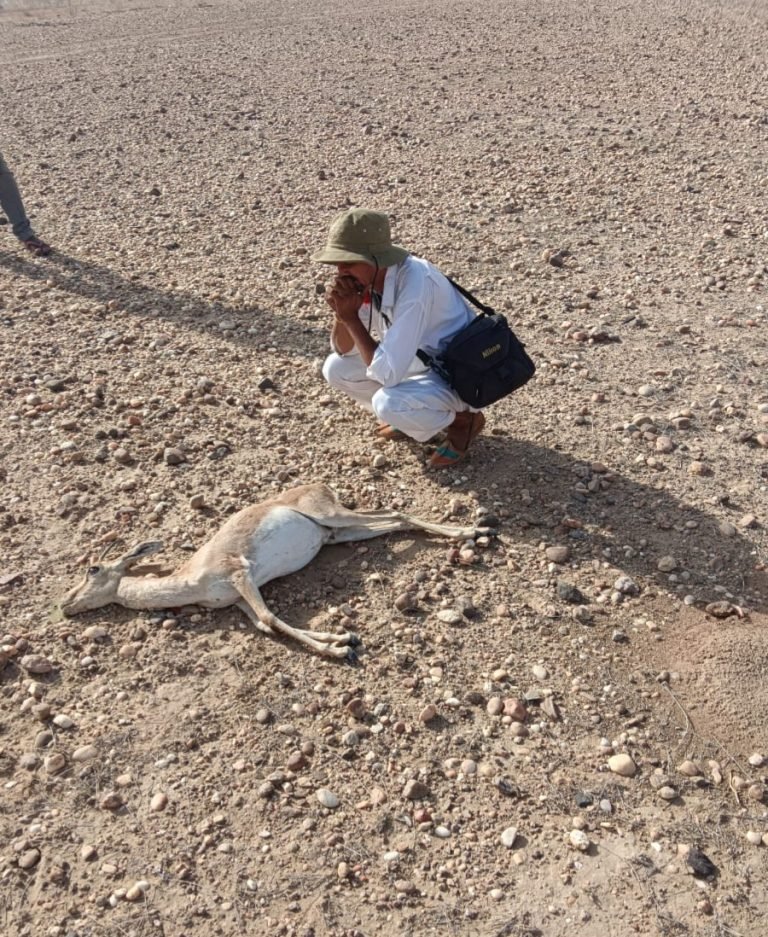 पानी नही मिलने से मादा हिरन के निकले प्राण 