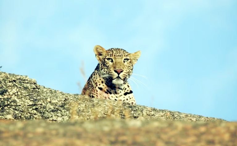 माचिया सफारी पार्क में फिर देखा गया लेपर्ड का मूवमेंट, आज खुला है पार्क