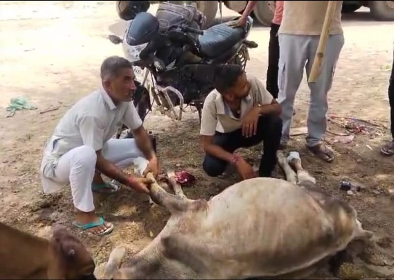 ड्राइवर ने गाय के बछड़े के पैरों पर चढ़ाया ट्रक ट्रेलर, ग्रामीणों ने करवाया बछड़े का उपचार