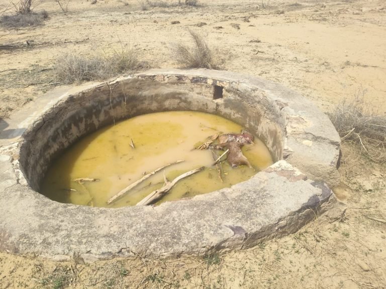 बरसाती पानी के होद में डूबने से 2 हिरण और दीवार से टक्करने से एक चिंकारा की हुई मौत